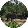 Profile picture of elephant23