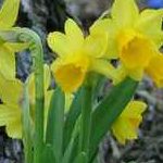 Profile picture of Daffodil