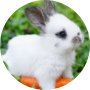 Profile picture of Ms. Rabbit 🐇