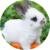 Profile picture of Ms. Rabbit 🐇