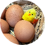 Profile picture of eggbag