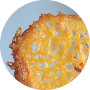 Profile picture of Crispycheese